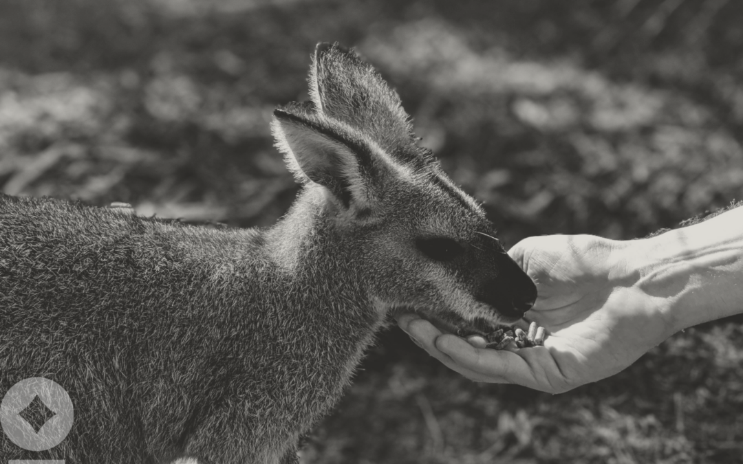 The Hand That Feeds