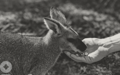 The Hand That Feeds