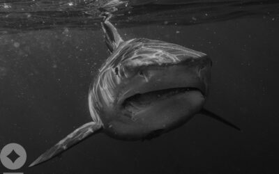 We’re Gonna Need a Bigger Rate Cut