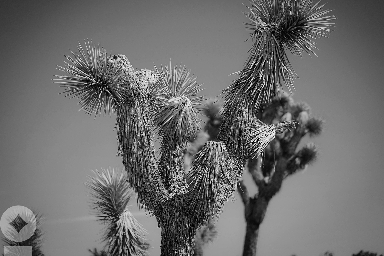 NewEdge Wealth The Weekly Edge With or Without You